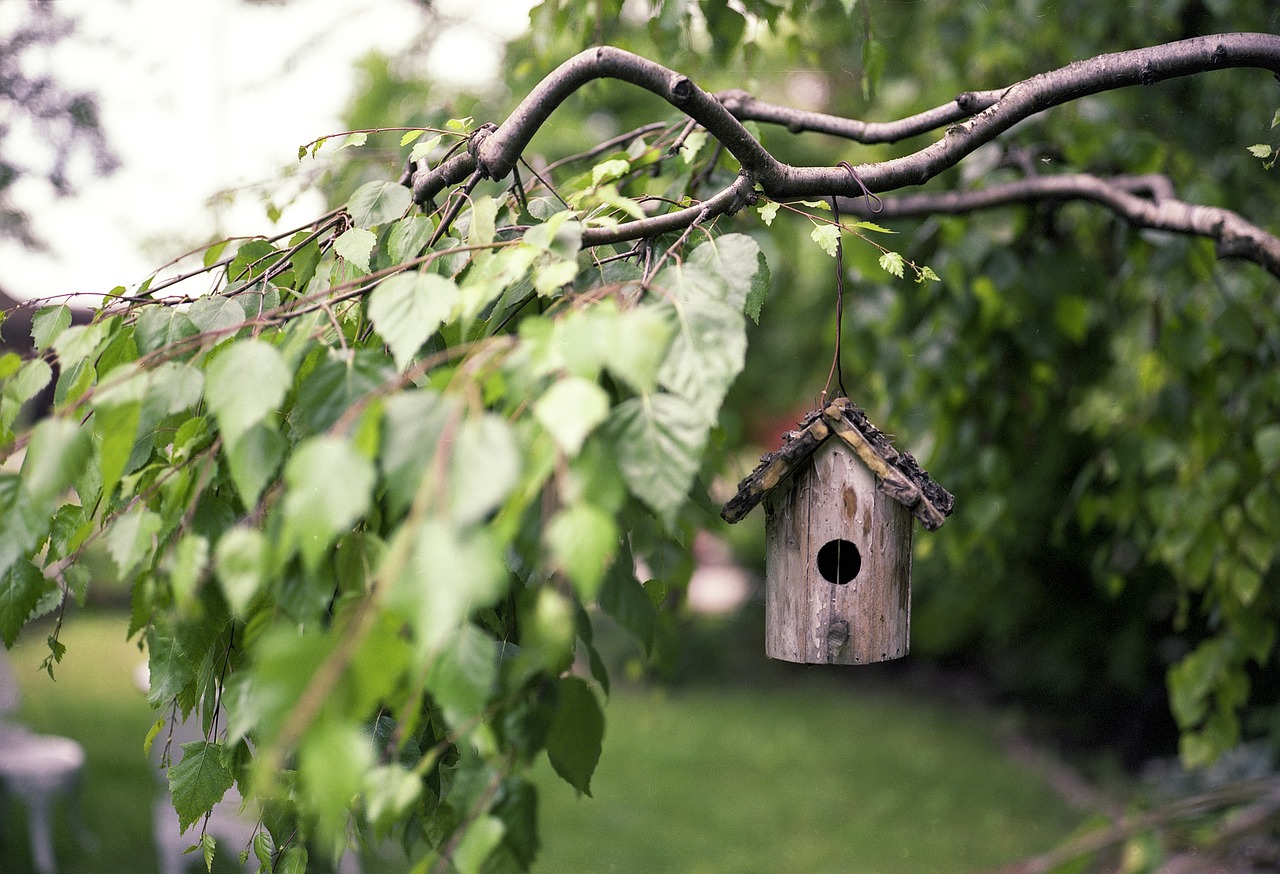 bird-feeder-2344414_1280.jpg (315 KB)