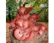Hlíva růžová (Pleurotus djamor) 1l, mycelium na zrně