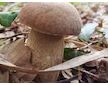 Hřib dubový (Boletus reticulatus)- mykorhyzní mycelium