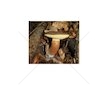Hřib hnědý ( Boletus badius ) mykorhyzní mycelium