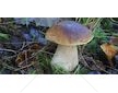 Hřib smrkový ( Boletus edulis ) mykorhyzní mycelium