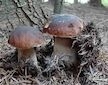 Hřib smrkový ( Boletus edulis ) mykorhyzní mycelium