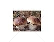 Hřib smrkový ( Boletus edulis ) mykorhyzní mycelium