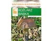 Kozák březový ( Leccinum scabrum ) mykorhyzní mycelium