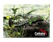 Nůž zavírací JUNGLE 21.7cm CATTARA