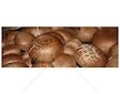 Sada pro pěstování Žampion hnědý 3L (Agaricus Bisporus)