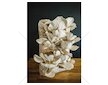 Směs pro pěstování Hlíva ústřičná 15kg (Pleurotus ostreatus)