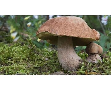 Hřib dubový (Boletus reticulatus)- mykorhyzní mycelium