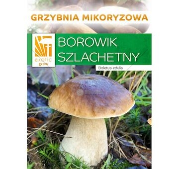 Hřib smrkový ( Boletus edulis ) mykorhyzní mycelium