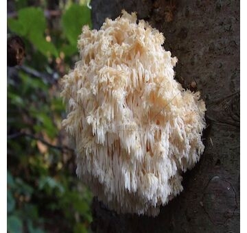 Korálovec ježatý (Hericium erinaceus) 20 ks - podhoubí na kolících