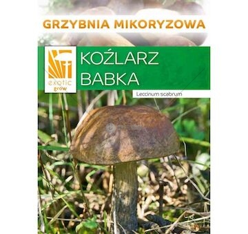 Kozák březový ( Leccinum scabrum ) mykorhyzní mycelium