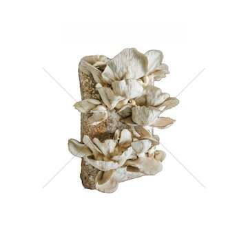 Směs pro pěstování Hlíva ústřičná 15kg (Pleurotus ostreatus)