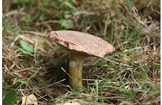 Hřib plstnatý (Xerocomus subtomentosus)- mykorhyzní mycelium