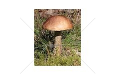 Kozák březový ( Leccinum scabrum ) mykorhyzní mycelium