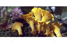 Liška obecná ( Cantharellus cibarius ) mykorhyzní mycelium
