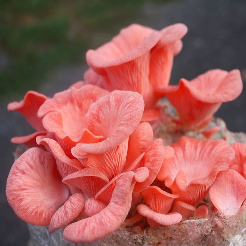 Hlíva růžová (Pleurotus djamor) 1l, mycelium na zrně