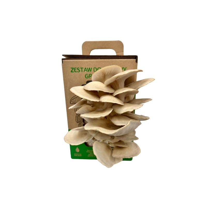 Hlíva ústříčná 6l (Pleurotus ostreatus) MUSHROOMS GROW KIT, , ,