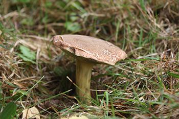Hřib plstnatý (Xerocomus subtomentosus)- mykorhyzní mycelium, , ,